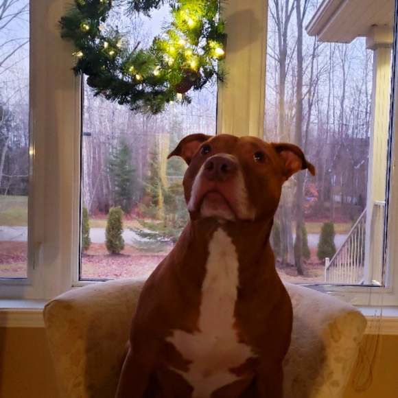 Meet your Posher, Posh - Picture 4 of 5